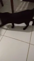 SISI