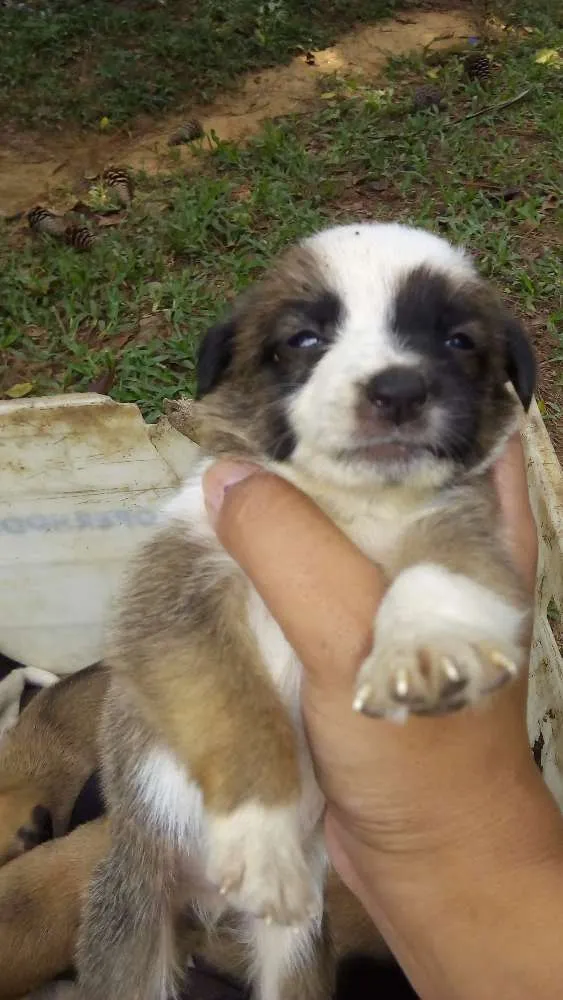 Cachorro ra a Sem raça definida idade 2 a 6 meses nome Não tem 