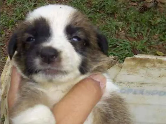 Cachorro ra a Sem raça definida idade 2 a 6 meses nome Não tem 