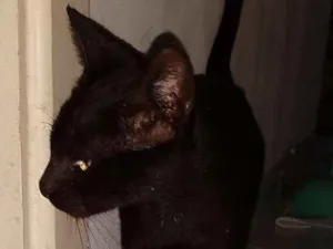 Gato raça SRD idade 2 a 6 meses nome SISI