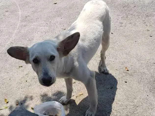 Cachorro ra a SRD idade 1 ano nome Branca