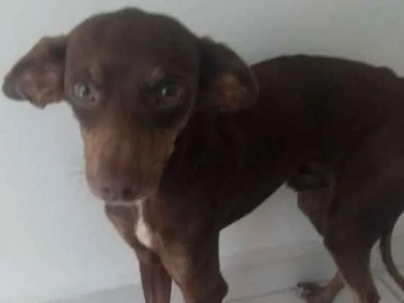 Cachorro ra a Pinscher idade 1 ano nome Chocolate
