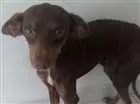Cachorro raça Pinscher idade 1 ano nome Chocolate