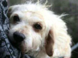 Cachorro raça Labrador  idade 6 ou mais anos nome Gaspar 