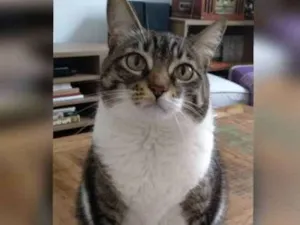Gato raça Sem raça definida  idade 6 ou mais anos nome Frida