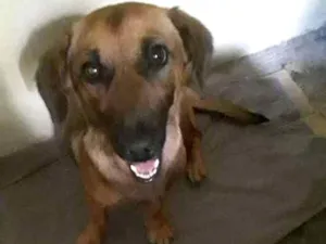 Cachorro raça basset idade 1 ano nome Isa