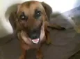 Isa