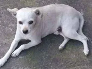 Cachorro raça pinscher idade 1 ano nome Docinho
