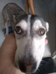 1 cadelinha filhote