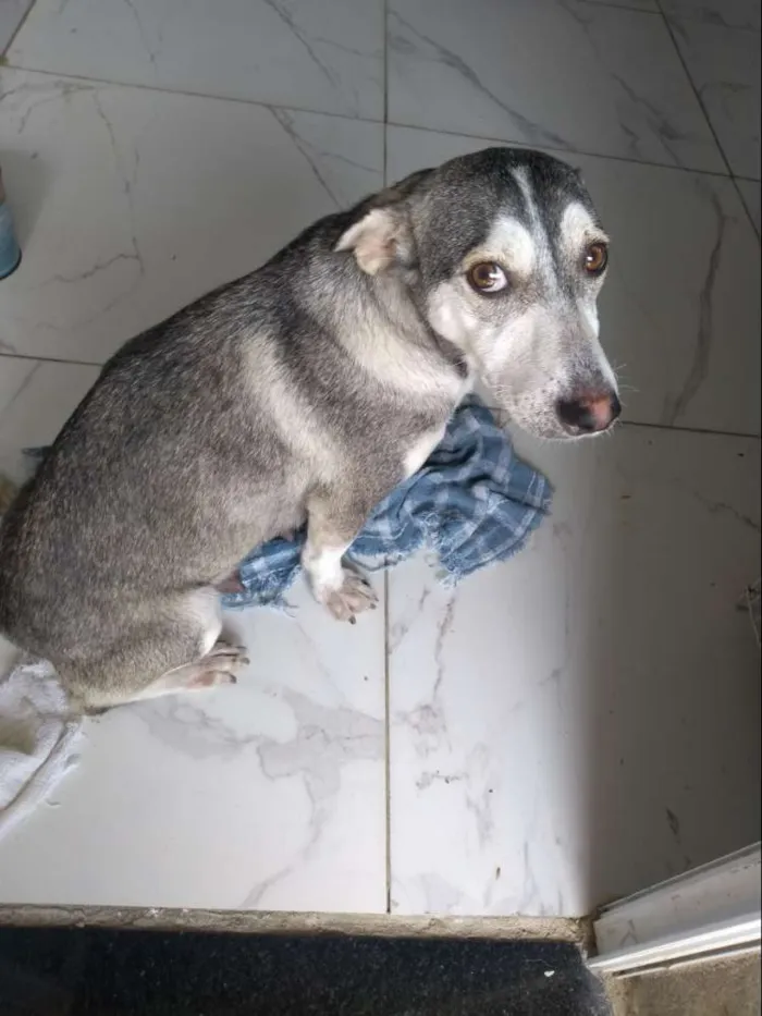 Cachorro ra a Mestiça idade Abaixo de 2 meses nome 1 cadelinha filhote