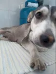 1 cadelinha filhote