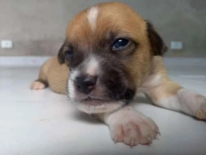 Cachorro ra a Mestiça idade Abaixo de 2 meses nome 1 cadelinha filhote