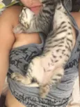 Gatos