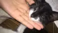 Gatos