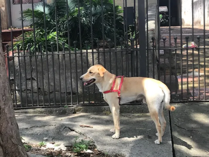 Cachorro ra a Vira lata idade  nome ?