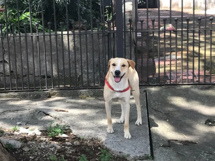 Cachorro ra a Vira lata idade  nome ?