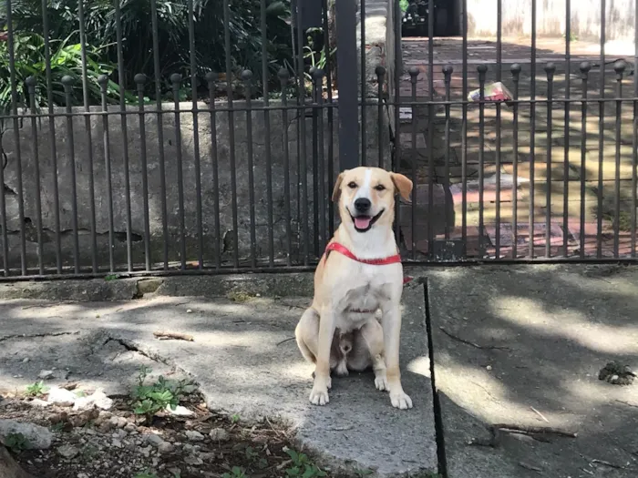 Cachorro ra a Vira lata idade  nome ?