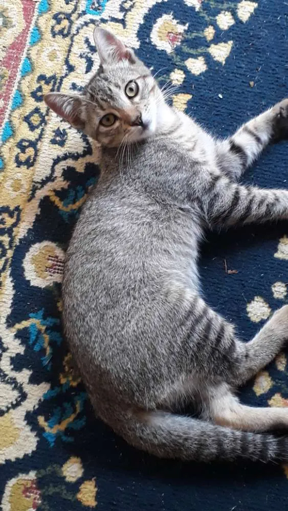 Gato raça Sem raça  definida  idade 2 a 6 meses nome N tem nome 