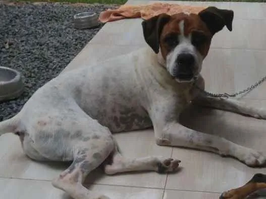 Cachorro ra a Boxer idade 3 anos nome Pepe