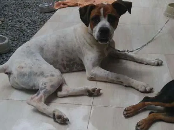 Cachorro ra a Boxer idade 3 anos nome Pepe