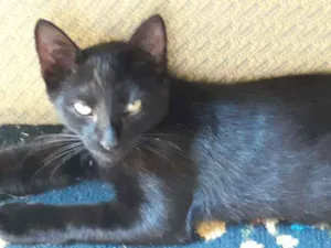 Gato raça Sem raça definida idade 2 a 6 meses nome Sem nome