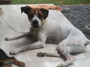 Cachorro raça Boxer idade 3 anos nome Pepe