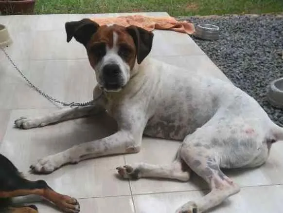 Cachorro ra a Boxer idade 3 anos nome Pepe