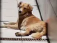 Cachorro raça Viralata idade 7 a 11 meses nome Mel