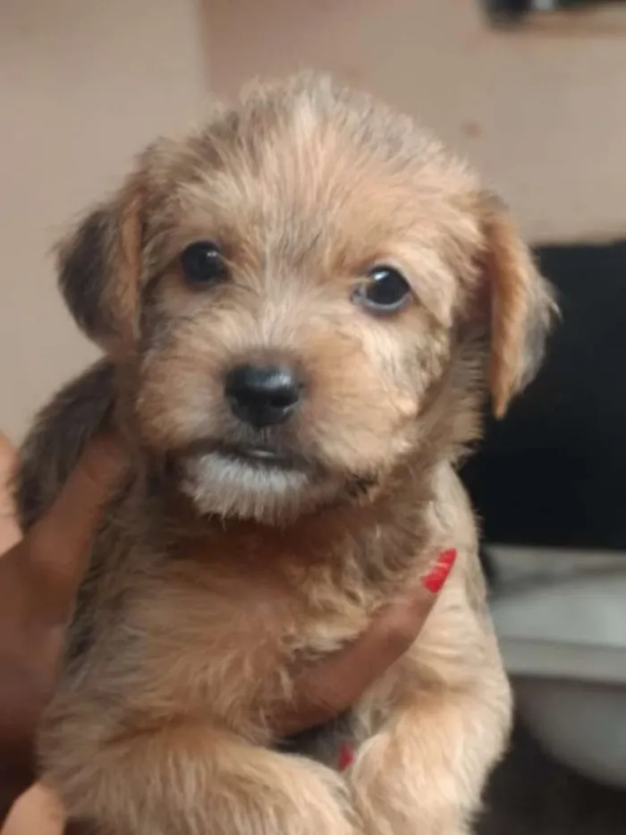 Cachorro ra a SRD idade Abaixo de 2 meses nome Sem nome 