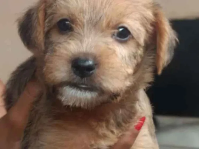 Cachorro ra a SRD idade Abaixo de 2 meses nome Sem nome 