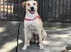 Cachorro raça Vira lata idade  nome ?