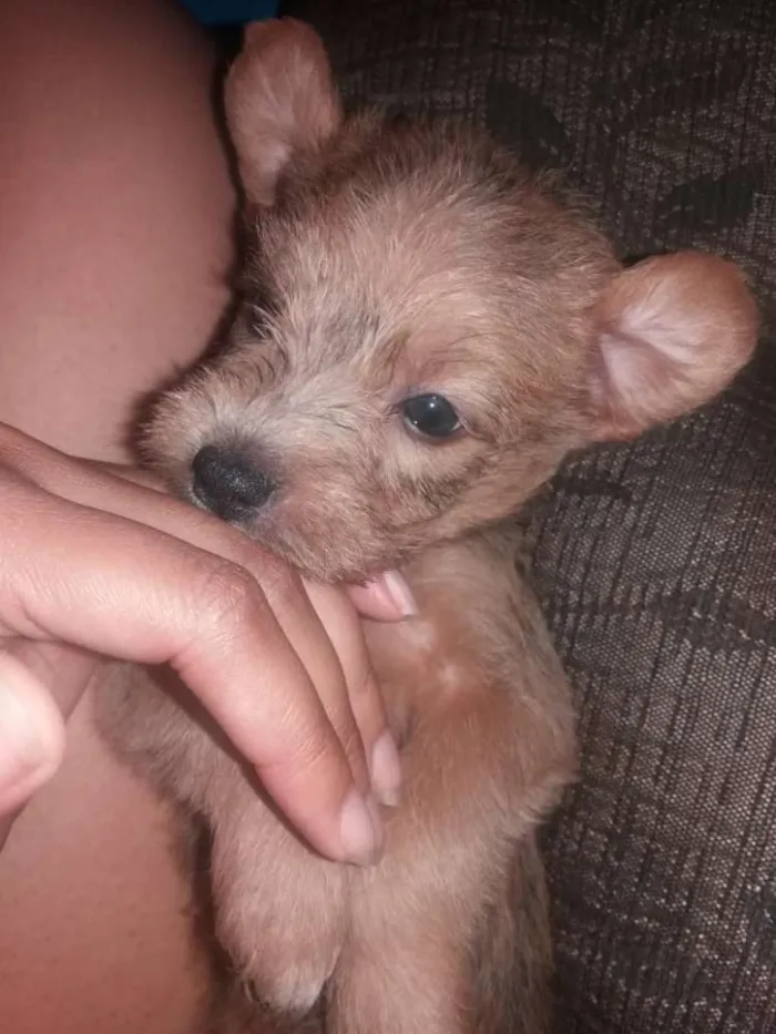 Cachorro ra a SRD idade Abaixo de 2 meses nome Sem nome 