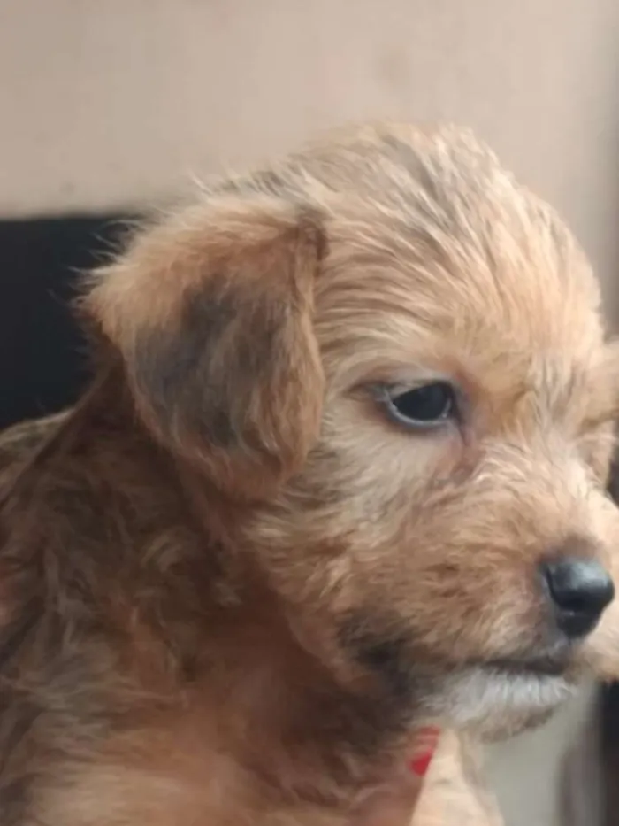 Cachorro ra a SRD idade Abaixo de 2 meses nome Sem nome 