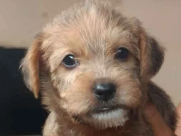 Cachorro ra a SRD idade Abaixo de 2 meses nome Sem nome 