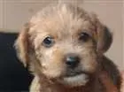 Cachorro raça SRD idade Abaixo de 2 meses nome Sem nome 