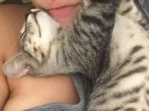 Gato raça Sem raça definida idade Abaixo de 2 meses nome Gatos