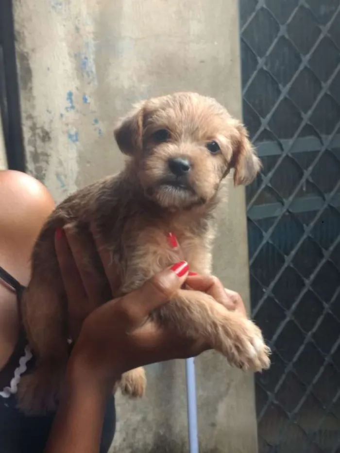 Cachorro ra a SRD idade Abaixo de 2 meses nome Sem nome 
