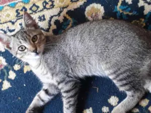 Gato raça Sem raça  definida  idade 2 a 6 meses nome N tem nome 