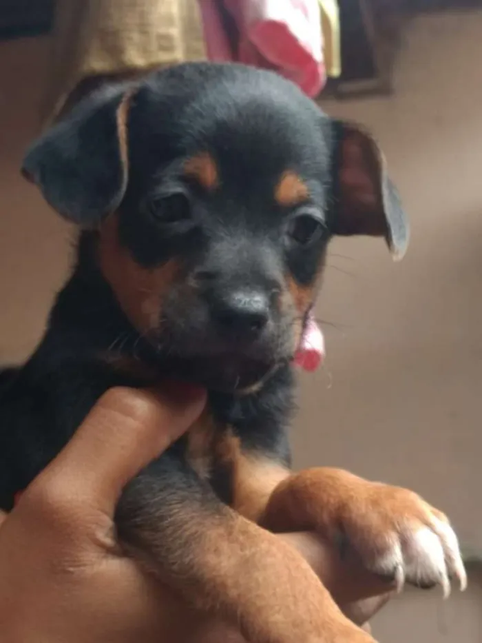 Cachorro ra a SRD idade Abaixo de 2 meses nome Sem nome 