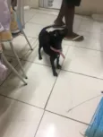 Bel