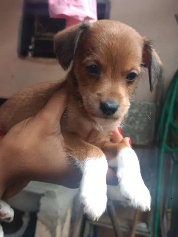 Cachorro ra a Sem raça definida idade Abaixo de 2 meses nome Sem nome