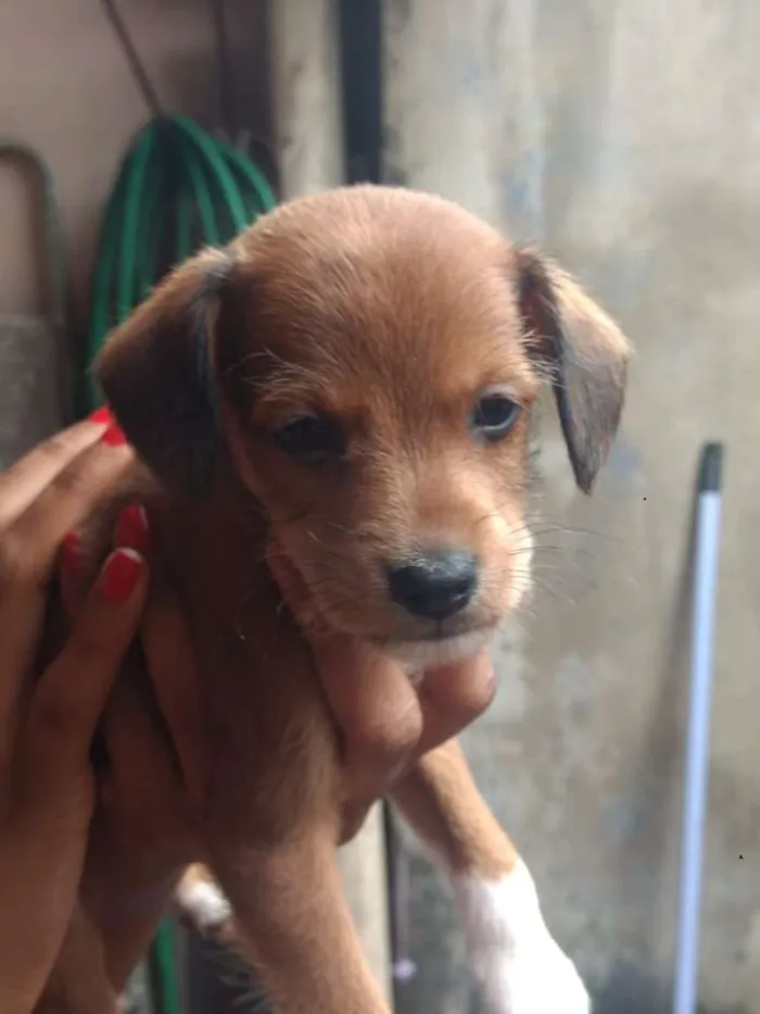 Cachorro ra a Sem raça definida idade Abaixo de 2 meses nome Sem nome