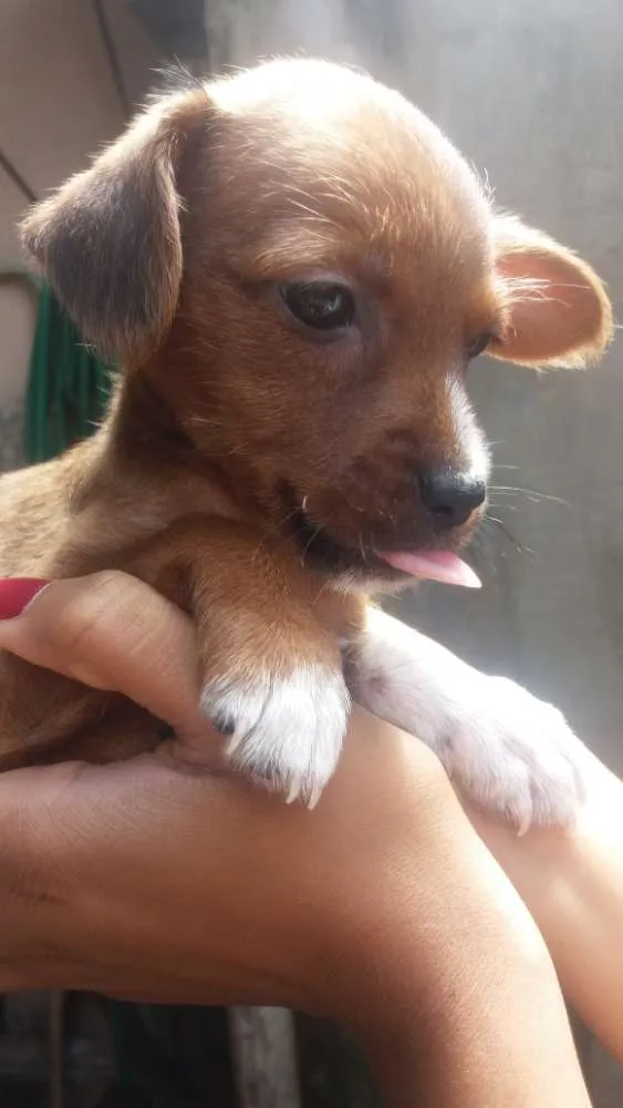 Cachorro ra a Srd idade Abaixo de 2 meses nome Sem nome .