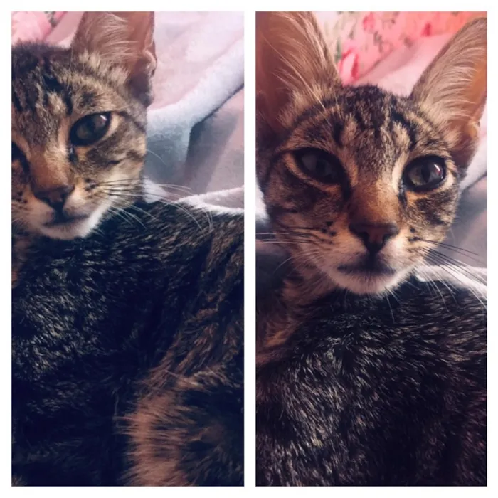 Gato ra a Vira lata  idade 2 a 6 meses nome Não tem 
