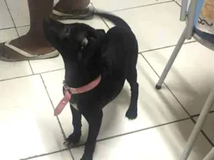 Cachorro raça Vira lata idade 2 a 6 meses nome Bel