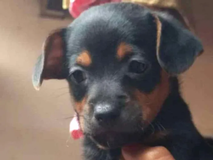Cachorro ra a SRD idade Abaixo de 2 meses nome Sem nome 