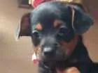 Cachorro raça SRD idade Abaixo de 2 meses nome Sem nome 