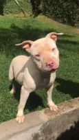 Bela