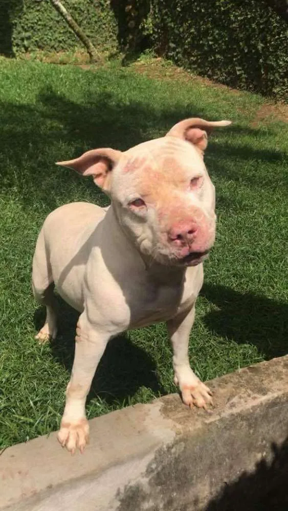 Cachorro ra a Pit bull idade 5 anos nome Bela