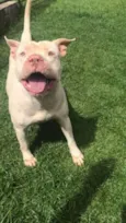 Bela